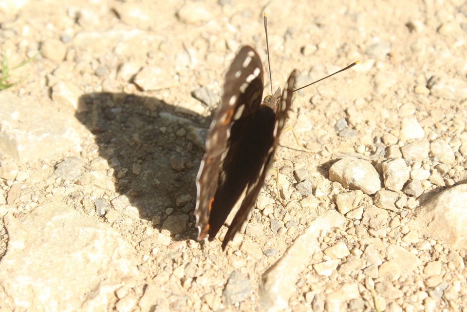 Apatura ilia - kis színjátszólepke