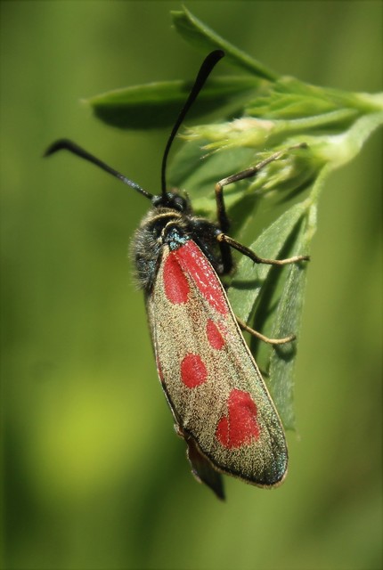 Zygaena loti - közönséges csüngőlepke