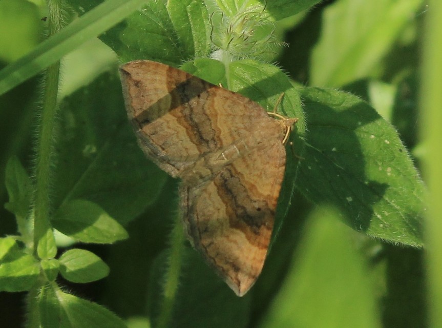 Scotopteryx chenopodiata - libatop-araszoló