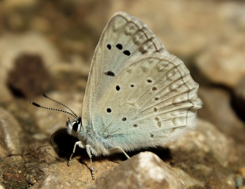 Polyommatus daphnis - csipkés boglárka