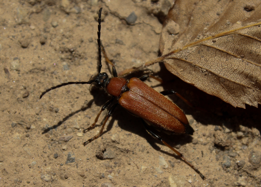 Stictoleptura rubra - vörös virágcincér
