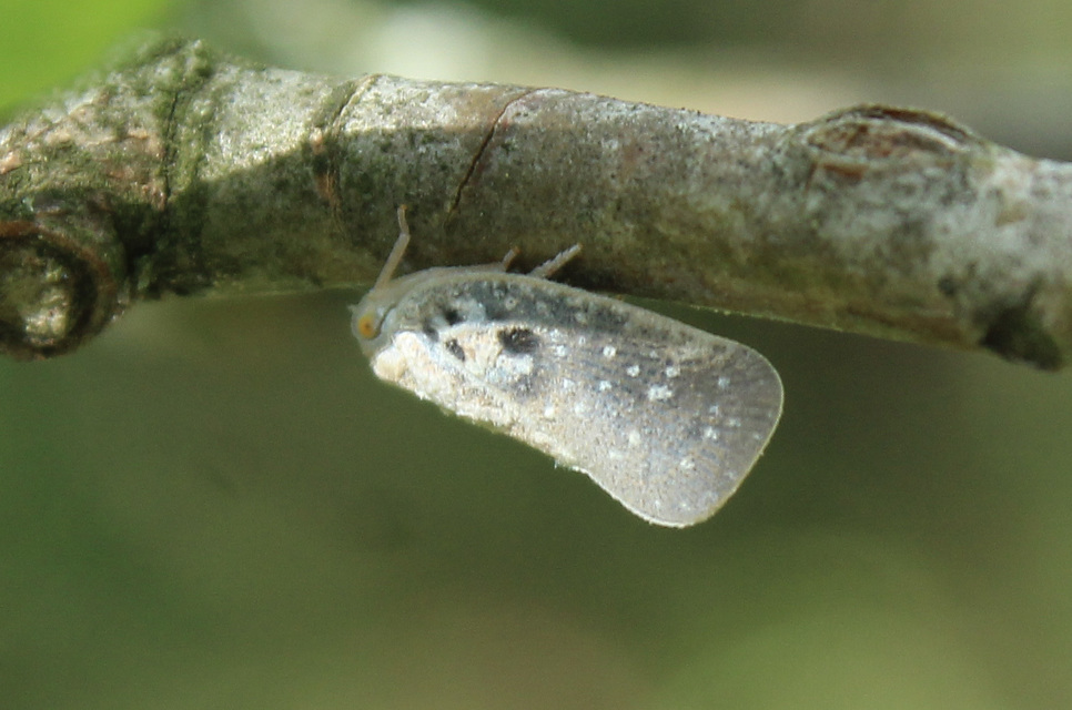 Metcalfa pruinosa - amerikai lepkekabóca
