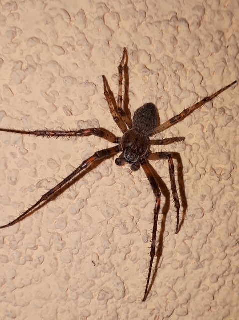 Larinioides ixobolus - ereszalji keresztespók