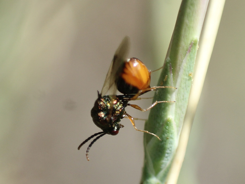 Eucharitidae