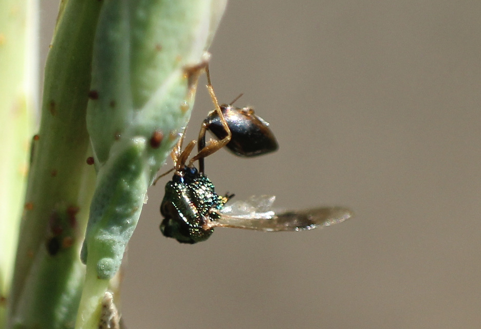Eucharitidae