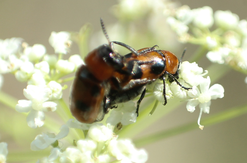 Coptocephala rubicunda - feketelábú hullóbogár