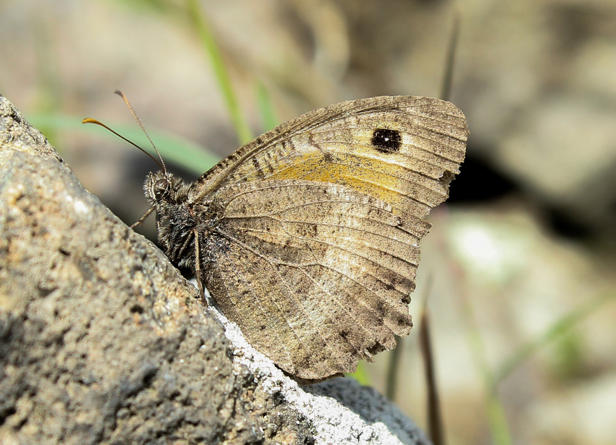 Arethusana arethusa - közönséges szemeslepke