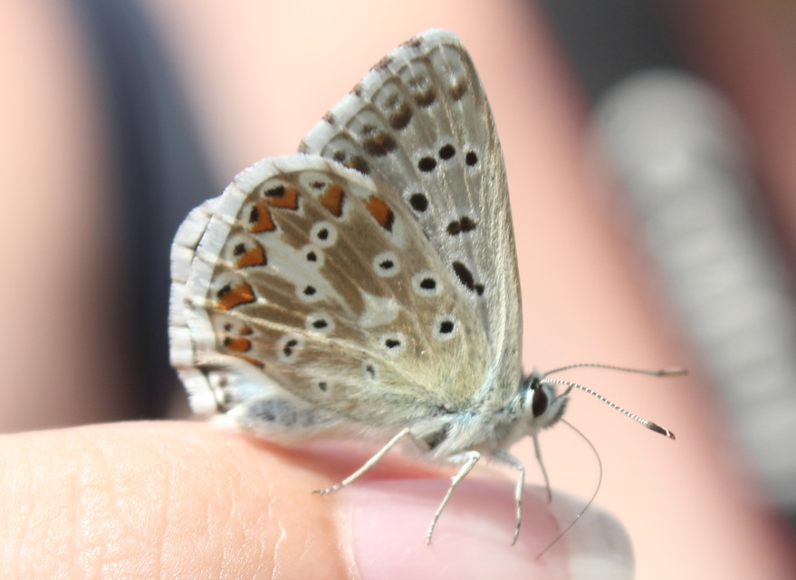 Polyommatus coridon - ezüstkék boglárka