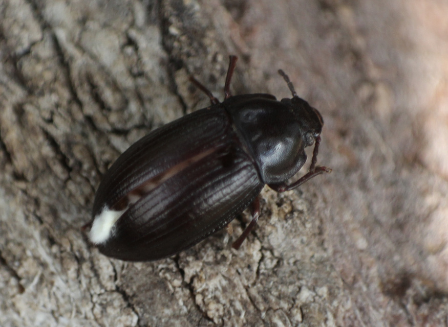 Nalassus dermestoides - rövidszárnyú gyászbogár
