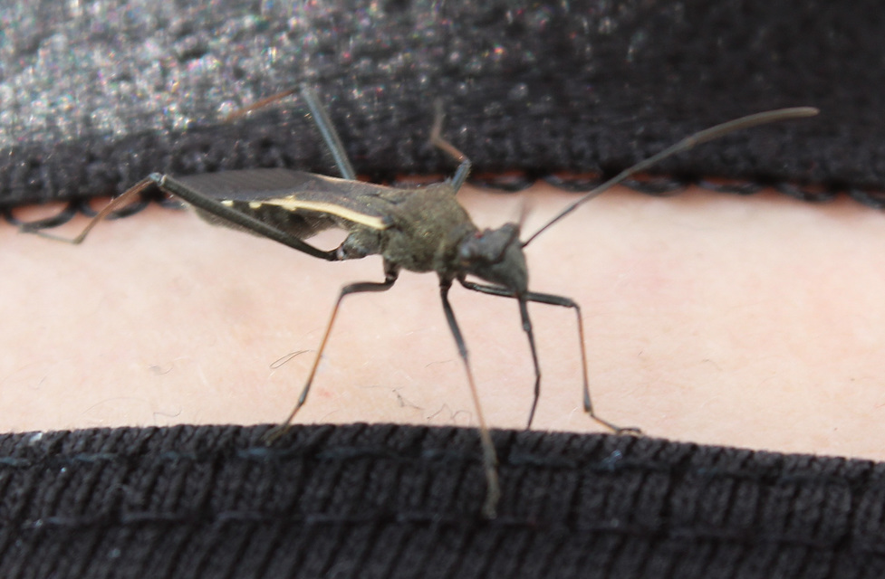 Megalotomus junceus - karcsúcombú tövispoloska
