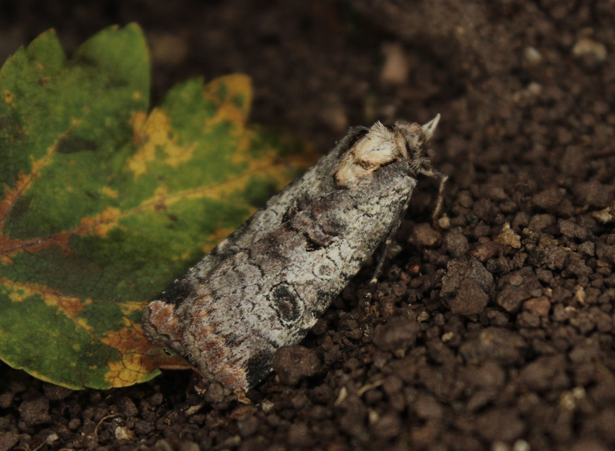 Epilecta linogrisea - karcsú sárgafűbagoly