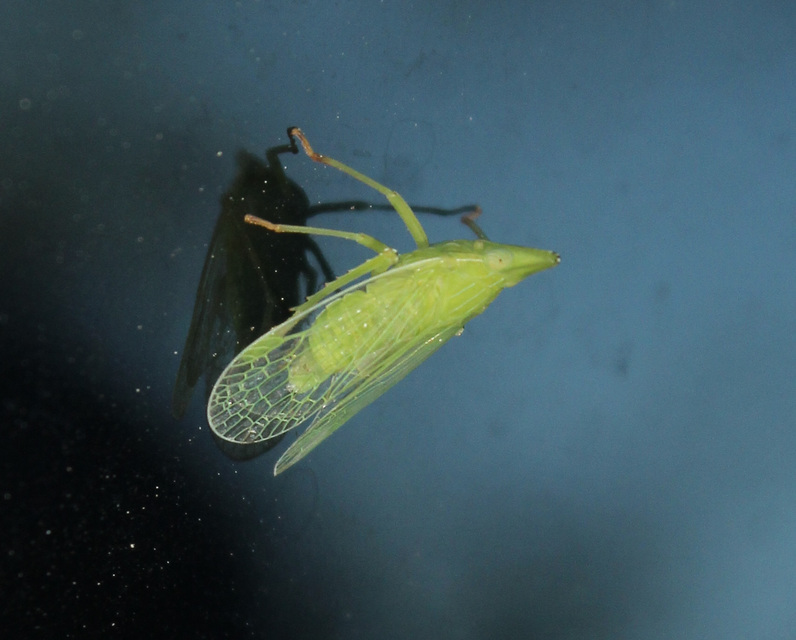 Dictyophara europaea