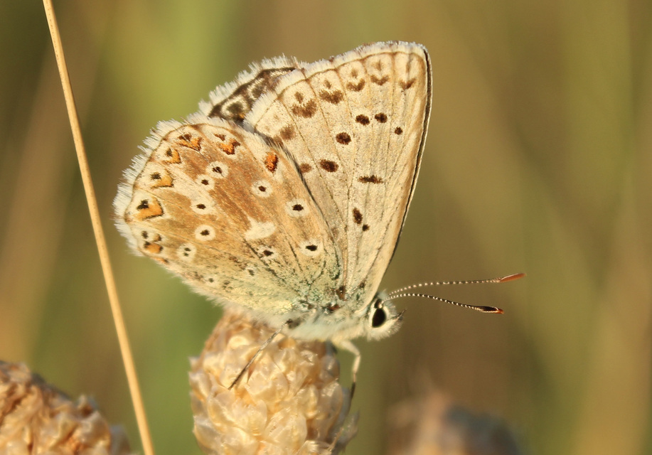 Polyommatus coridon - ezüstkék boglárka