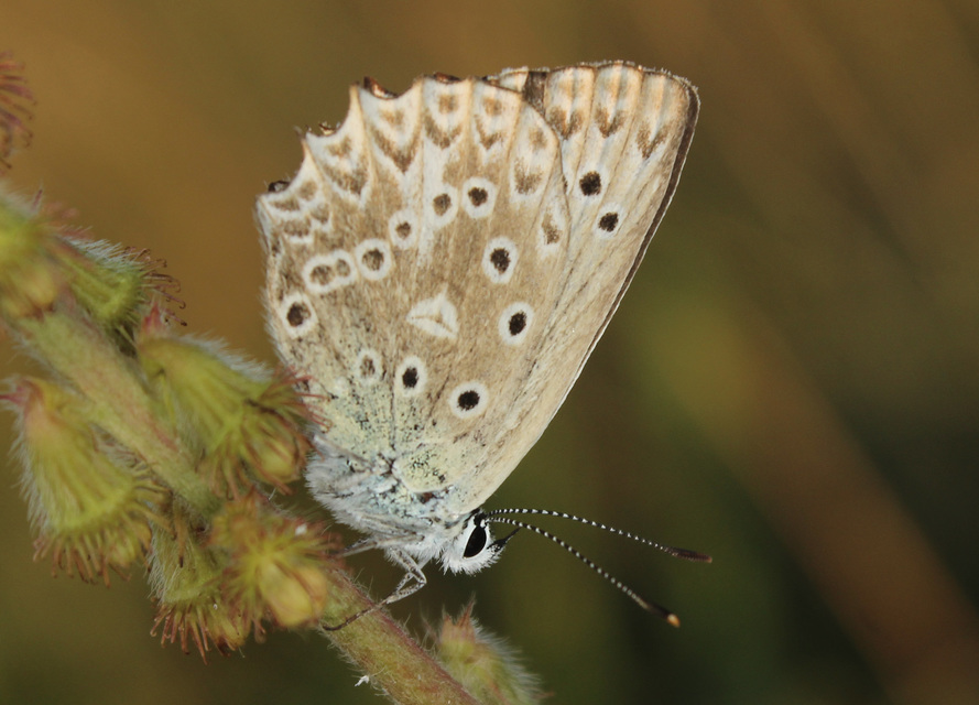 Polyommatus daphnis - csipkés boglárka