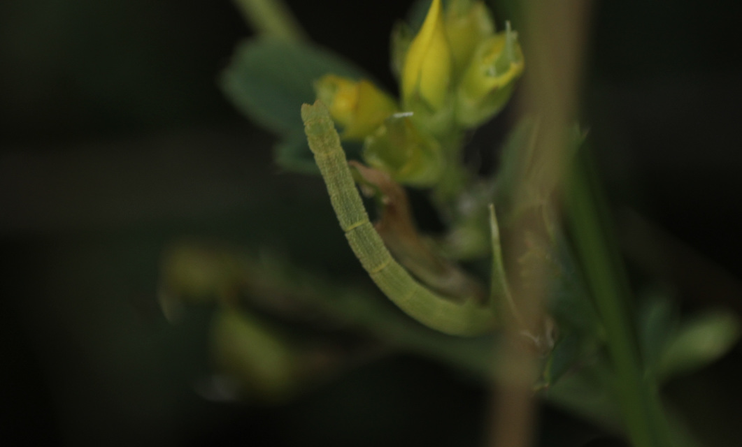 Thalera fimbrialis - csipkésszélű zöldaraszoló