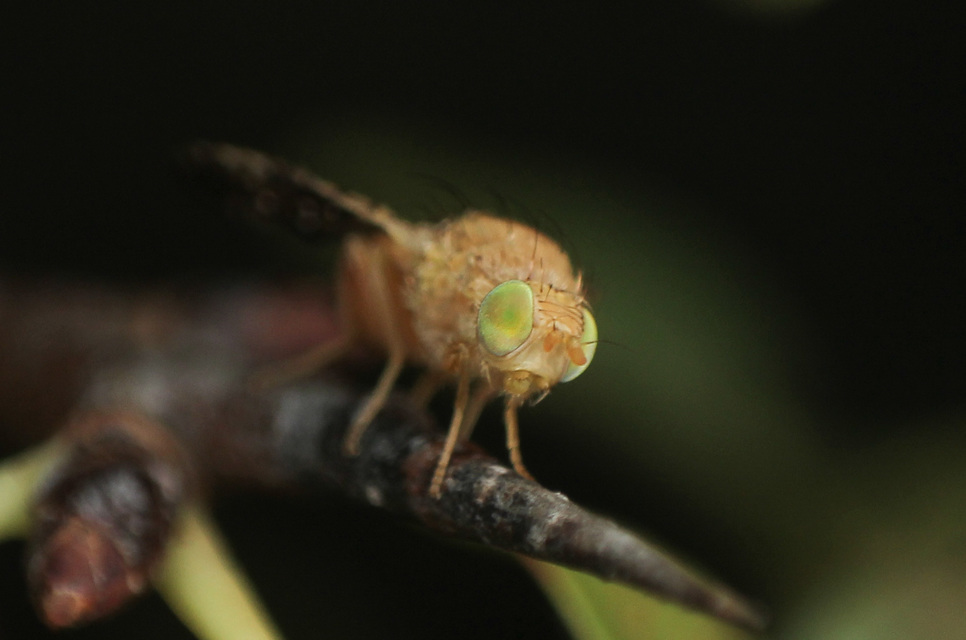 Tephritidae - fúrólégyfélék