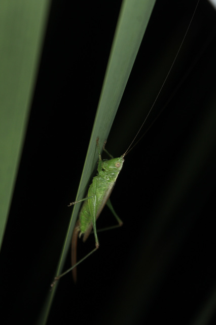 Conocephalus fuscus - kis kúpfejűszöcske