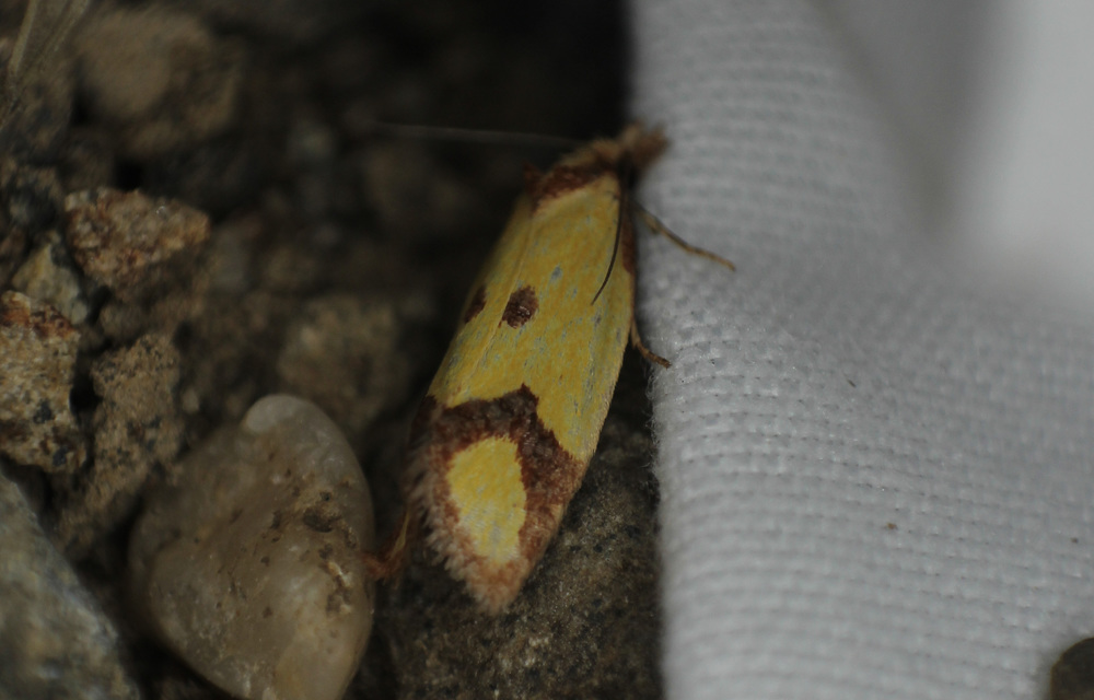 Agapeta zoegana - barnacsíkos sárgamoly