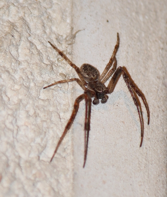 Larinioides ixobolus - ereszalji keresztespók