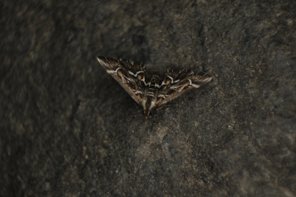 Diasemia reticularis - betűmintás tűzmoly