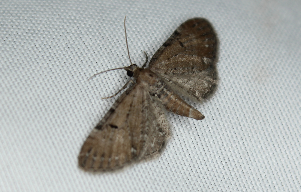 Eupithecia absinthiata - üröm-törpearaszoló