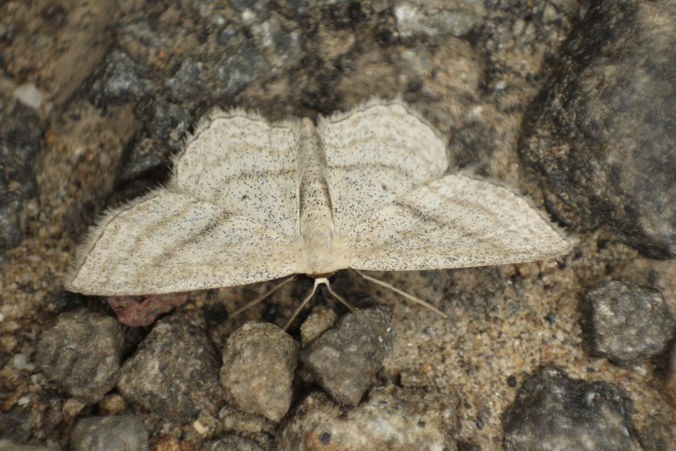 Scopula nigropunctata - feketepettyes araszoló