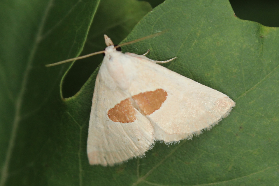 Calymma communimacula - pajzstetűfaló bagoly