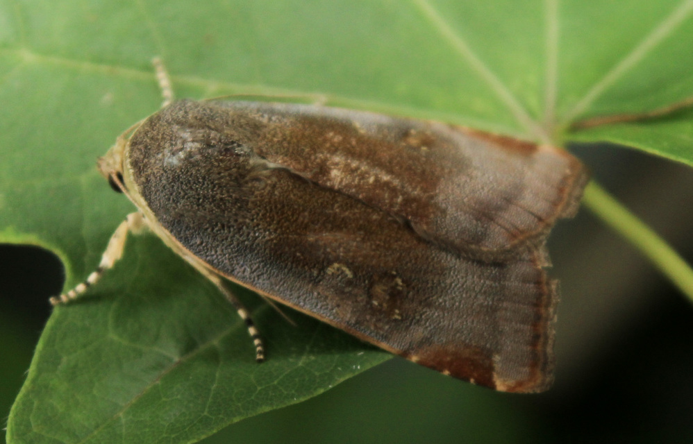 Noctua janthe - lappangó sárgafűbagoly