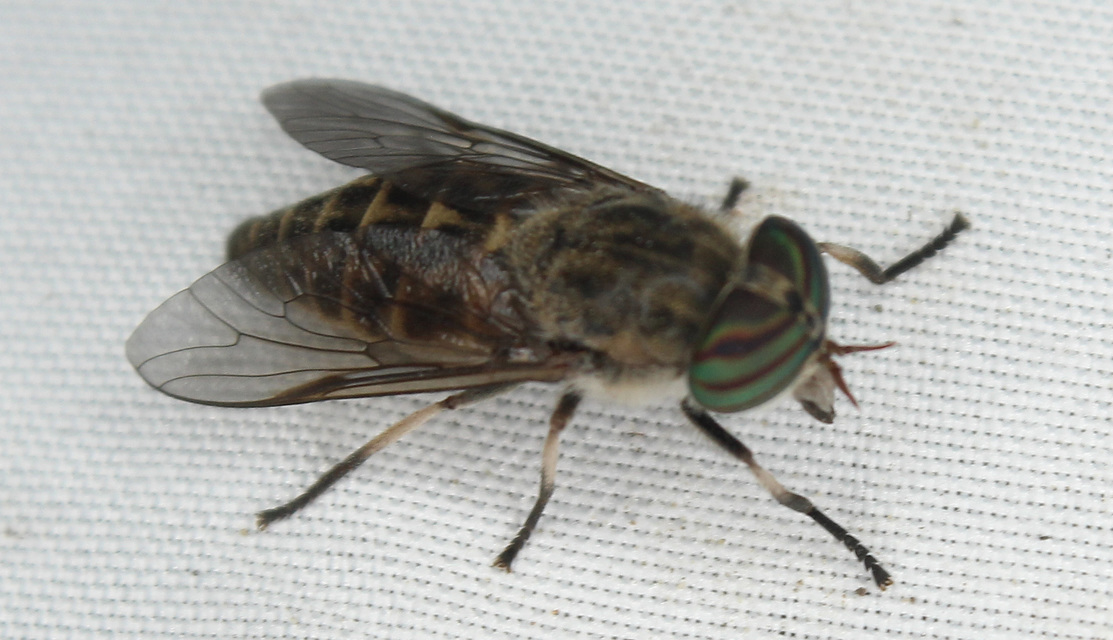 Tabanus