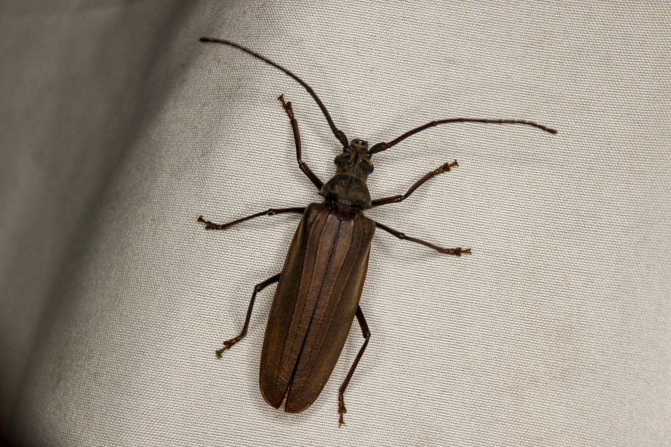 Aegosoma scabricorne - diófacincér