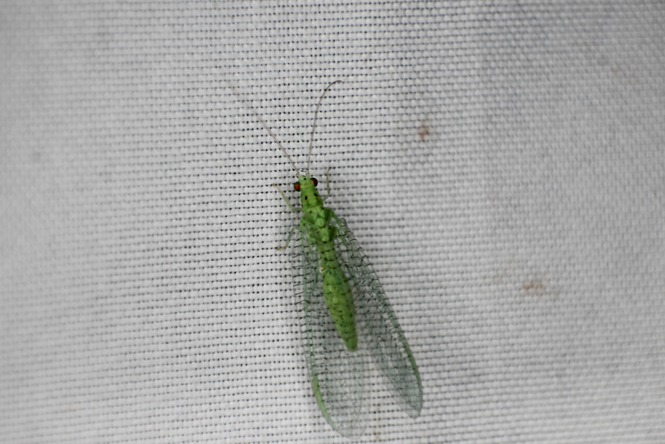 Chrysopidae - zöldfátyolkák