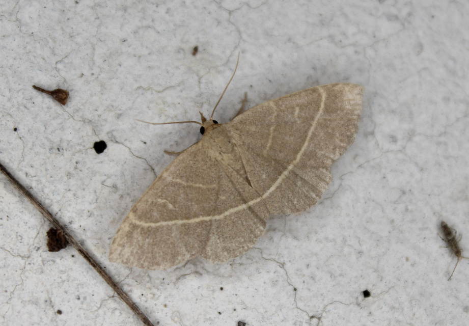 Trisateles emortualis - sárgacsíkos karcsúbagoly