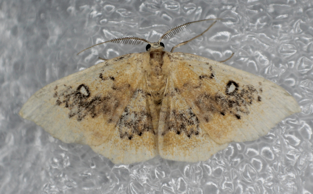 Cyclophora albiocellaria - juhar-pettyesaraszoló