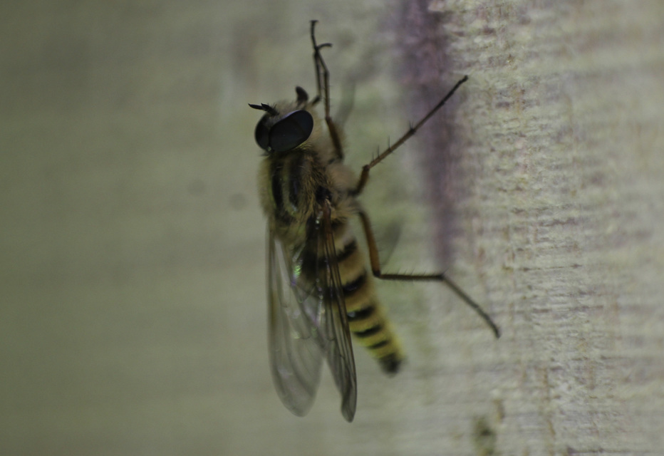 Thereva aurata - aranyos tőröslégy