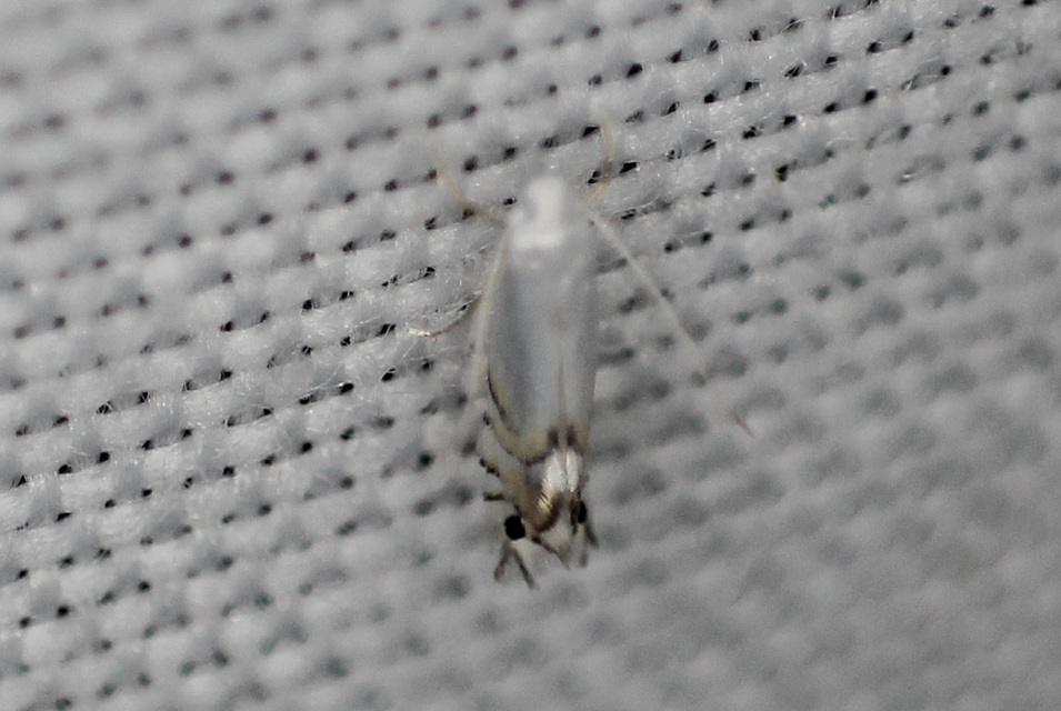 Phyllocnistis extrematrix