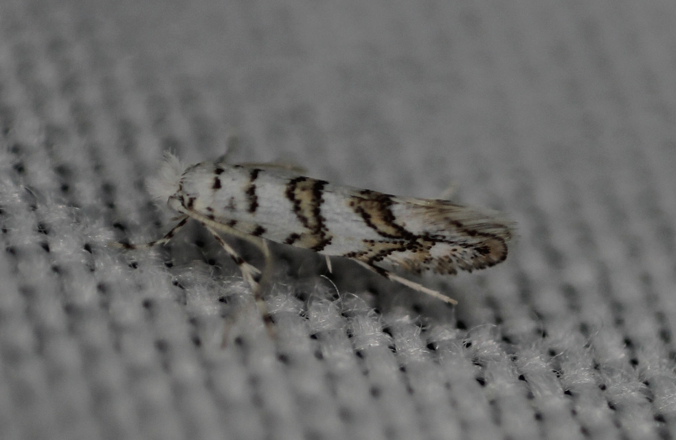 Phyllonorycter acerifoliella - juharaknázó sátorosmoly