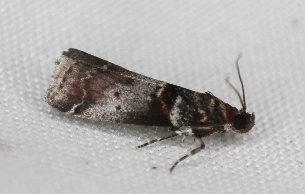 Acrobasis advenella - gerleszínű karcsúmoly
