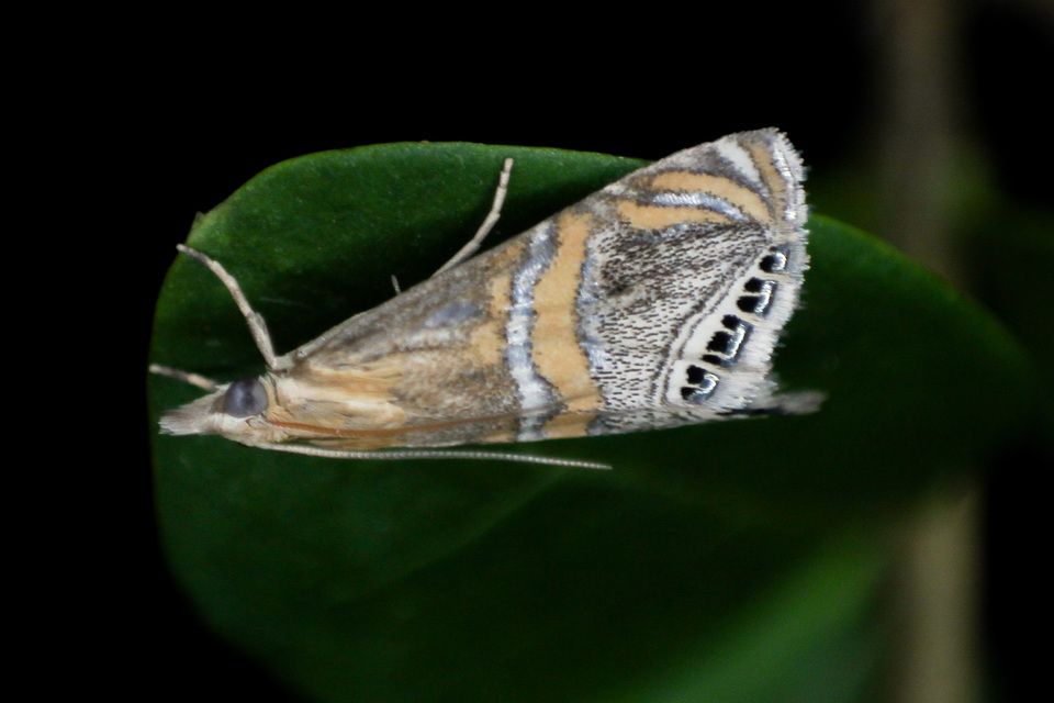 Euchromius bella - cifra mozaikmoly