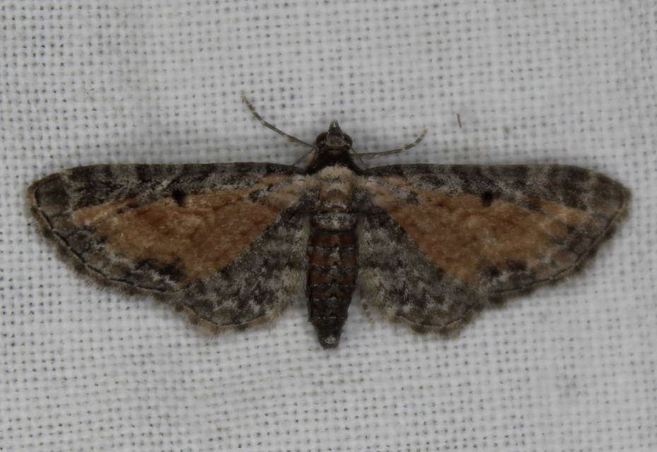 Eupithecia icterata - rozsdafoltos törpearaszoló
