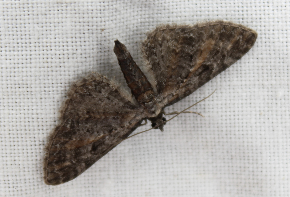 Eupithecia icterata - rozsdafoltos törpearaszoló