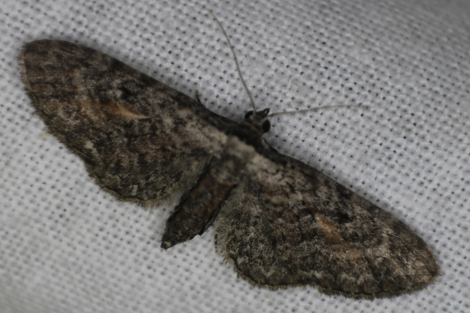 Eupithecia icterata - rozsdafoltos törpearaszoló