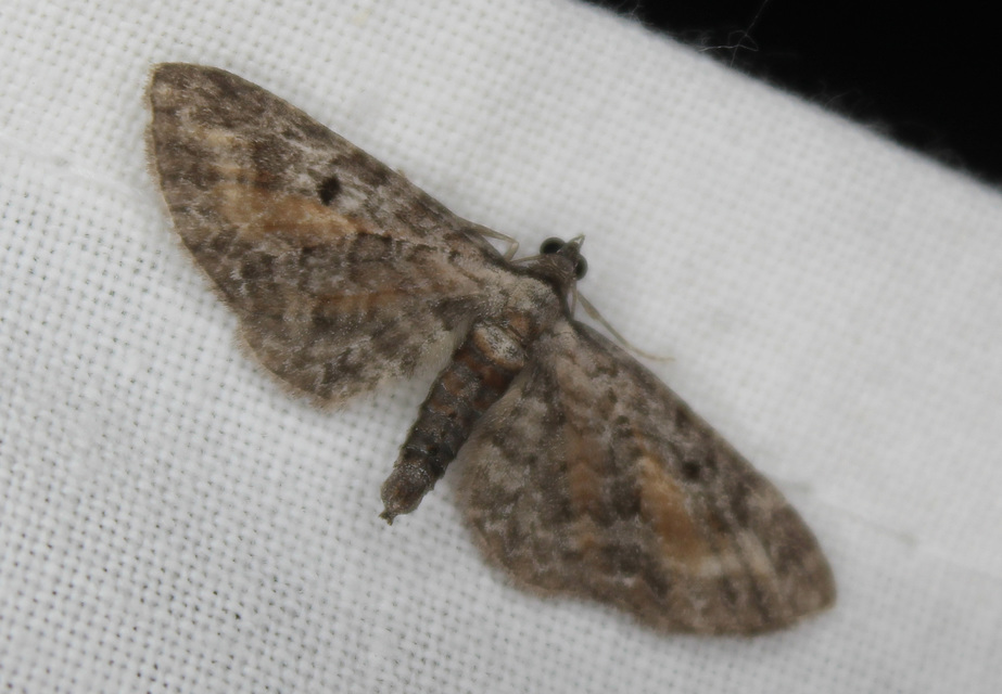 Eupithecia icterata - rozsdafoltos törpearaszoló