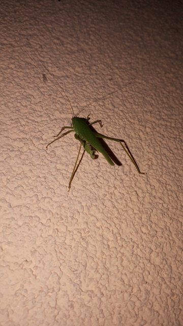 Phaneroptera nana - pontozott repülőszöcske