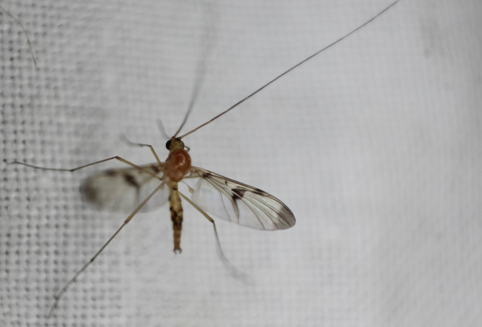 Macrocera