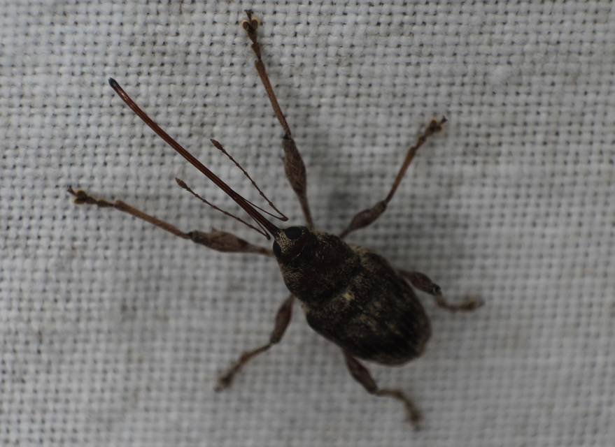 Curculio elephas - gesztenyezsuzsóka