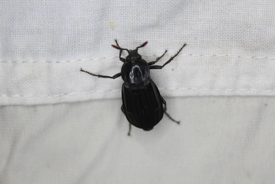 Necrodes littoralis - nagy dögbogár