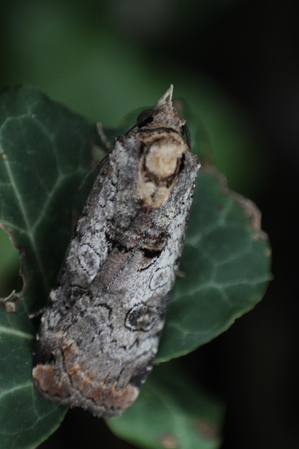 Epilecta linogrisea - karcsú sárgafűbagoly