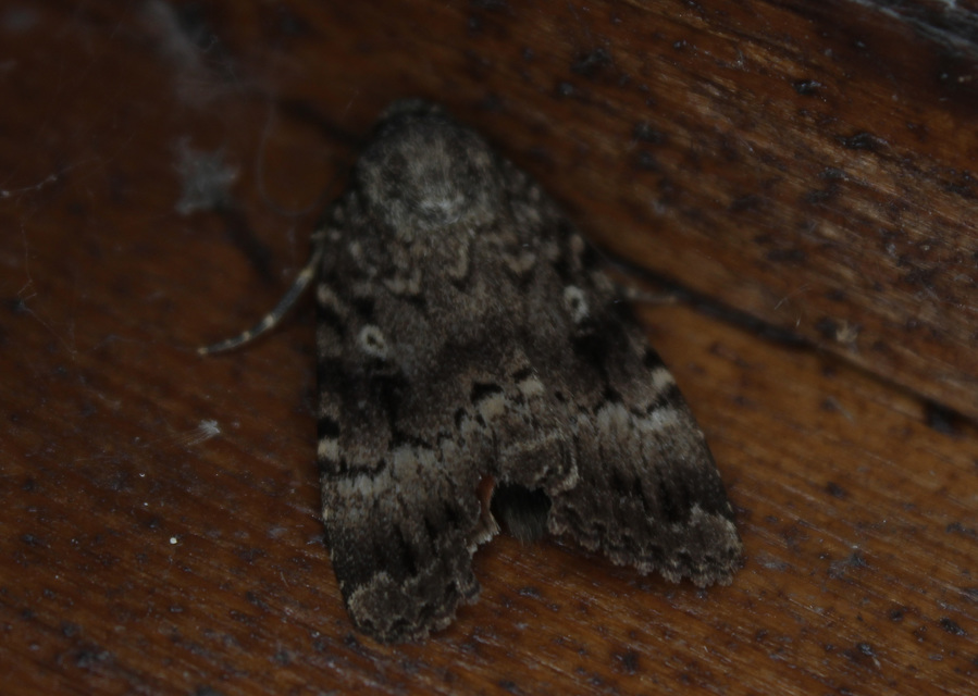 Amphipyra berbera/pyramidea