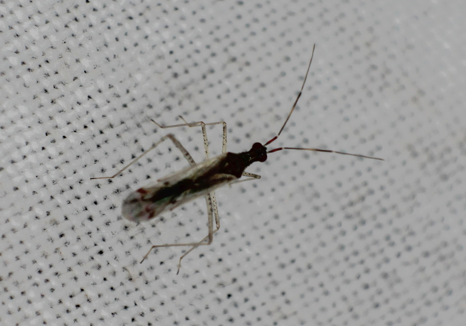 Dicyphus errans - karcsúnyakú mezeipoloska