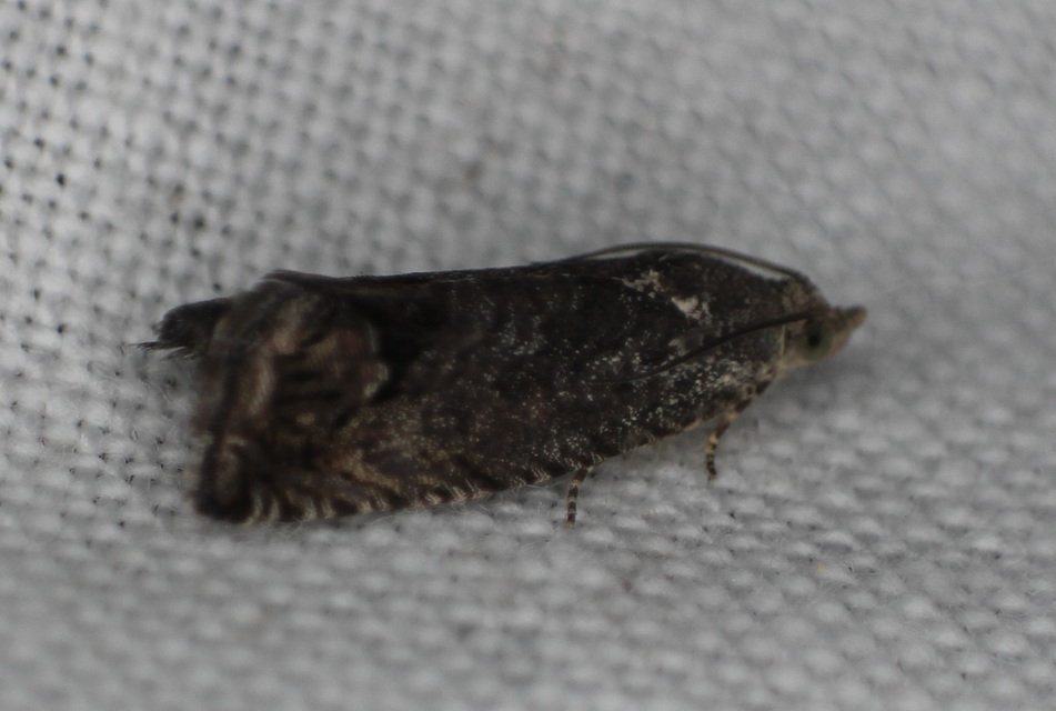 Cydia splendana - tölgymakkmoly